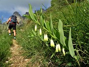 13 Sigillo di Salomone (Polygonatum multiflorum) sul sentiero